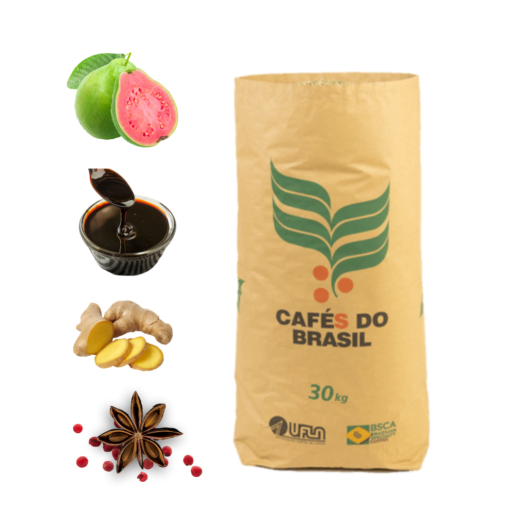 Microlote Licor de Goiaba (30KG) - Especiarias, gengibre, licor de goiaba, ervas finas, melaço, frutas tropicais, leve cedro. (Catucaí Vermelho)
